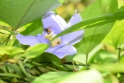 夢到養(yǎng)烏龜，寓意與感悟，夢到養(yǎng)烏龜，寓意與心靈感悟