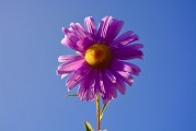牡丹花園游戲注冊攻略，輕松入門，暢游花海！暢游牡丹花海，輕松注冊攻略，入門必備！