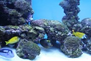 夢游深海之境——記一場巨大魚兒的夢境，夢游深海之境，巨大魚兒的夢境之旅
