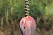 夢(mèng)到綠色的蛇，解讀夢(mèng)境中的神秘象征，綠色蛇的夢(mèng)境解讀，神秘象征的探索