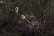 放飛夢想——我的風(fēng)箏之夢，放飛夢想，我的風(fēng)箏之夢