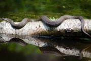 夢到魚死了，深邃的夢境與內(nèi)心的反思，夢境中的魚逝去，深邃的心靈反思