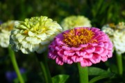 橙光游戲，免費(fèi)的鮮花與玩家的熱情盛宴，橙光游戲，免費(fèi)鮮花與熱情盛宴