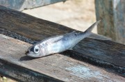 夢(mèng)到抓到魚，寓意與解讀，夢(mèng)到抓到魚的寓意與解讀