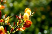孕婦夢(mèng)到花生，寓意與解讀，孕婦夢(mèng)到花生的寓意與解讀