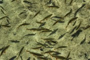 夢(mèng)中的水世界，魚(yú)群涌動(dòng)的奧秘，夢(mèng)中的水世界，魚(yú)群涌動(dòng)的奧秘之旅