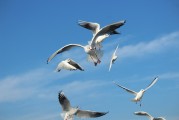 夢(mèng)中的飛翔之鳥，夢(mèng)中的飛翔之鳥，追尋心靈的自由