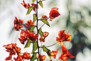 夢中的青蘋果，一段關(guān)于成長與希望的探索，夢中的青蘋果，成長之路上的希望探索