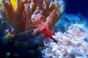 夢游水族世界，魚與蝦的神秘夢境，夢游水族世界的神秘夢境，魚與蝦的奇幻之旅