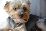 如何輕松注冊(cè)CKU，開(kāi)啟你的犬類(lèi)生涯，輕松開(kāi)啟犬類(lèi)生涯，CKU注冊(cè)指南