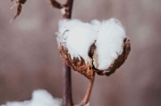 如何看待短纖期貨不能購(gòu)買(mǎi)的情況？背后的原因和影響是什么？