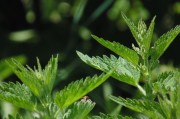 繽紛盆栽會員注冊攻略，輕松開啟綠色生活之旅，解鎖綠色生活，繽紛盆栽會員注冊全攻略