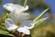 夢(mèng)到種花，生命之花的啟示，夢(mèng)種生命之花，啟示與成長(zhǎng)之旅