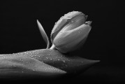 夢(mèng)中的白色老鼠，神秘之夢(mèng)的解讀