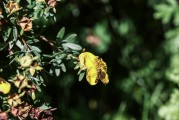 夢到花園，心靈的綠洲與生命的交響，夢中的花園，心靈的綠洲與生命的交響