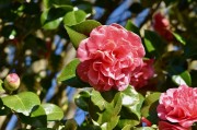 夢(mèng)中的桑葚——一段甜蜜的回憶，夢(mèng)中的桑葚，甜蜜回憶的果實(shí)
