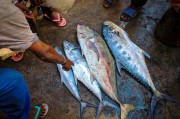 夢中尋魚，一次奇妙的捕魚經(jīng)歷，夢中尋魚，一次奇妙的捕魚之旅
