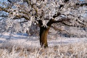 夢(mèng)中的雪舞，一場(chǎng)飄灑的冬日之夢(mèng)，夢(mèng)中的雪舞，飄灑的冬日之夢(mèng)
