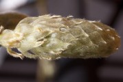 女人夢到摘核桃，解讀夢境的深層含義