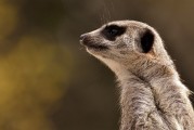 劍齒虎，一款無需付費的動物戰(zhàn)斗冒險游戲，劍齒虎，無限制免費動物戰(zhàn)斗冒險游戲