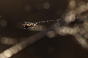 夢(mèng)到頭皮屑，一次關(guān)于自我認(rèn)知的探索