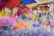 夢(mèng)中的甜蜜之旅——買糖的夢(mèng)境，夢(mèng)中的甜蜜之旅，買糖的夢(mèng)境