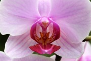 探索蘭花的世界，一款包含蘭花種類的免費游戲下載，蘭花世界，探索和解鎖蘭花的高清游戲下載