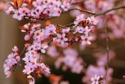 夢(mèng)中的開花樹，生命的啟示與美好，夢(mèng)中的開花樹，生命的啟示與美好