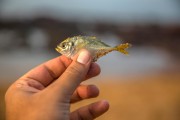 夢(mèng)到釣到魚(yú)，寓意與解讀，夢(mèng)到釣到魚(yú)的寓意與解讀