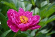 花啦花啦注冊難題解析，常見問題及解決方案，花啦花啦注冊攻略，常見問題解答與解決方案