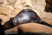 大魚吃小魚免費版游戲帶你暢游捕魚海洋，大魚吃小魚，免費捕魚海洋體驗