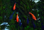夢(mèng)中的水與魚(yú)，心靈的寓言，夢(mèng)中的水與魚(yú)，心靈的寓言