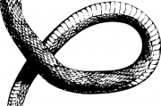 夢(mèng)中的蛇之謎，探索身上有蛇的夢(mèng)境，夢(mèng)中的蛇之謎，探索身上有蛇的夢(mèng)境