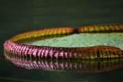 免費植物大戰(zhàn)僵尸游戲——讓你享受無盡的種植與保衛(wèi)的樂趣，全球最經(jīng)典的免費植物防御策略游戲，植物大戰(zhàn)僵尸