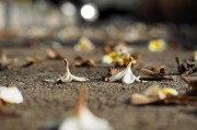 夢中尋覓，地上繁多的頭發(fā)，夢中尋覓，發(fā)絲繁多的秘密