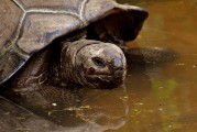 夢(mèng)中釣魚奇遇，釣到神秘烏龜?shù)钠婊弥茫瑝?mèng)中釣魚奇遇，釣到神秘烏龜?shù)钠婊弥? title=