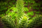 虛擬世界中的植物游戲免費體驗——探討其價值與影響，虛擬世界，植物游戲的娛樂價值及其對社會的影響