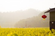 夢中的花?！业脑曰ㄖ?，夢中的花海，我的栽花之旅