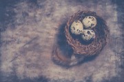 夢游拾蛋記——撿雞蛋與鵝蛋的奇幻之旅