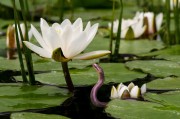草莓之夢(mèng)，一場(chǎng)甜蜜的幻游，草莓之夢(mèng)，甜蜜幻游的旅程