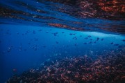夢中尋魚——水中的奧秘，夢中尋魚，水中的奧秘之旅