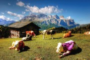 夢(mèng)中采花，一場(chǎng)絢爛的幻境之旅，夢(mèng)中采花，絢爛幻境之旅