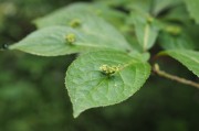 立秋節(jié)氣已過，國內(nèi)大豆需求能否提升？