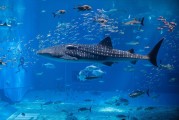 夢中魚海，寓意何在？，夢中魚海，寓意之謎