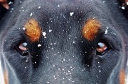 夢(mèng)中雙犬之謎，夢(mèng)中雙犬之謎