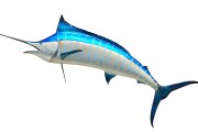 沙魚(yú)游戲免費(fèi)下載，讓你享受指尖的激情與冒險(xiǎn)，沙魚(yú)，輕松暢享指尖激戰(zhàn)的樂(lè)趣