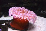 夢(mèng)到抓魚，豐收與希望的象征，夢(mèng)到抓魚，豐收與希望的象征