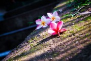 夢(mèng)中的神秘之旅——大白蛇的啟示，夢(mèng)中的神秘之旅，大白蛇的啟示