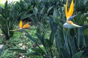 孕婦夢(mèng)到菠蘿蜜，寓意與解讀，孕婦夢(mèng)到菠蘿蜜的寓意與解讀