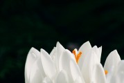 夢到頭發(fā)白了，歲月痕跡下的心靈覺醒，夢到頭發(fā)白皙，心靈在歲月痕跡下的覺醒